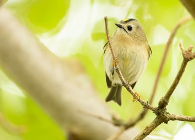 GOUDHAAN - Regulus regulus - GOLDCREST