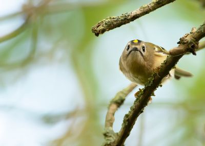 GOUDHAAN - Regulus regulus - GOLDCREST