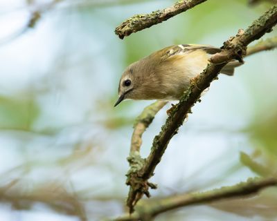 GOUDHAAN - Regulus regulus - GOLDCREST