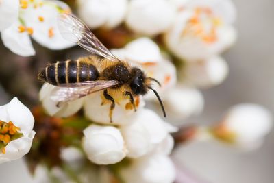 GRASBIJ - Andrena flavipes - YELLOW-LEGGED MINING BEE