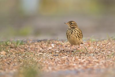 GRASPIEPER - Anthus pratensis - MEADOW PIPIT