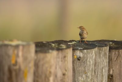 GRASPIEPER - Anthus pratensis - MEADOW PIPIT