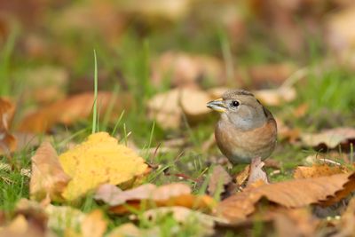 KEEP  Fringilla montifringilla - BRAMBLING