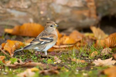 KEEP  Fringilla montifringilla - BRAMBLING