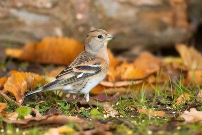 KEEP  Fringilla montifringilla - BRAMBLING