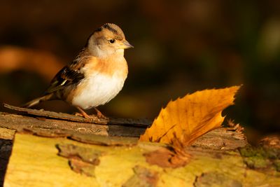 KEEP  Fringilla montifringilla - BRAMBLING