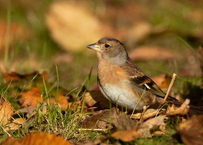 KEEP  Fringilla montifringilla - BRAMBLING