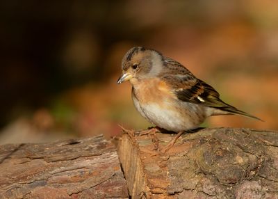 KEEP  Fringilla montifringilla - BRAMBLING