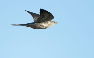 KOEKOEK - Cuculus canorus - COMMON CUCKOO