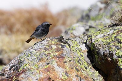 BLACK REDSTART - Phoenicurus ochruros - ZWARTE ROODSTAART - ROUGEQUEUE NOIR