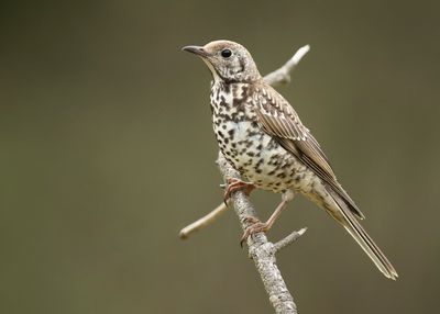 MISTLE THRUSH - Turdus viscivorus - GROTE LIJSTER