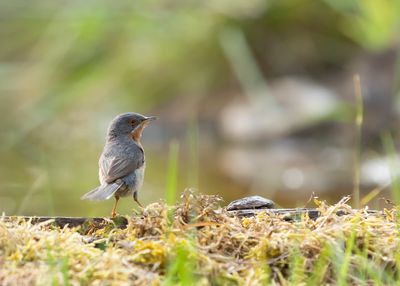 WESTERN SUBALPINE WARBLER - Curruca iberiae - WESTELIJKE BAARDGRASMUS