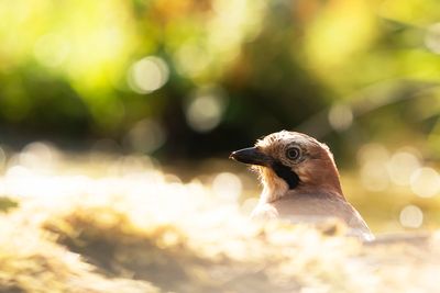 EURASIAN JAY - Garrulus glandarius - GAAI