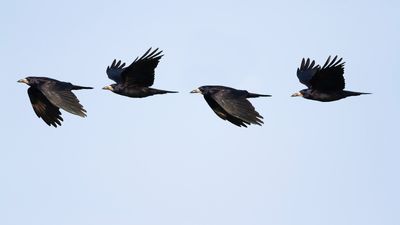 ROEK - Corvus frugilegus - ROOK
