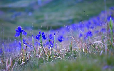 IRIS JACQUINII