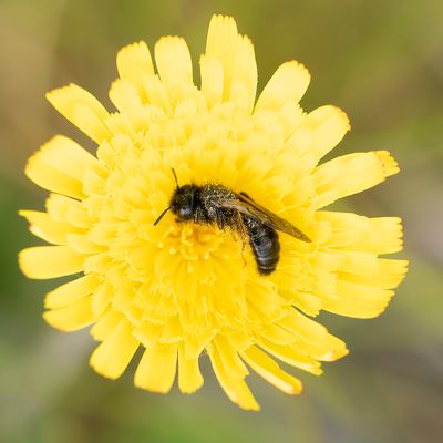 ROETBIJ SPEC. - Panurgus spec. -