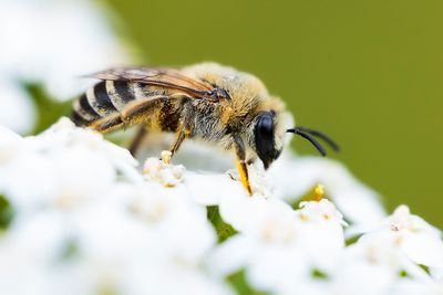 Colletes spec. - ZIJDEBIJ SPEC.