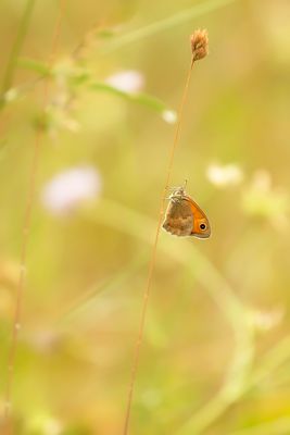 SMALL HEATH - Coenonympha pamphilus - HOOIBEESTJE