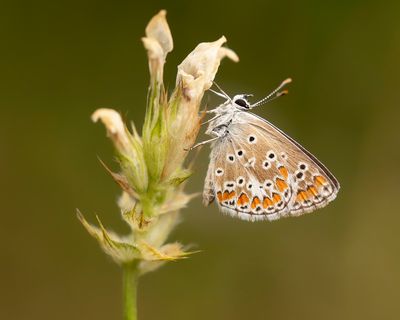 BROWN ARGUS - Aricia agestis - BRUIN BLAUWTJE