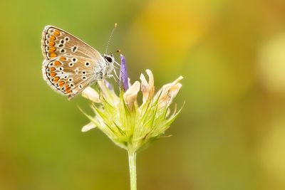BROWN ARGUS - Aricia agestis - BRUIN BLAUWTJE