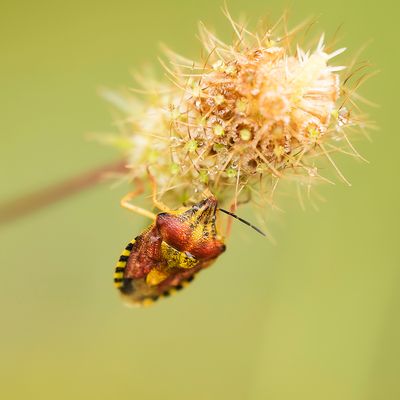 Carpocoris pudicus
