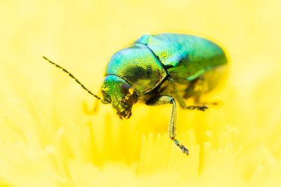 Cryptocephalus aureolus