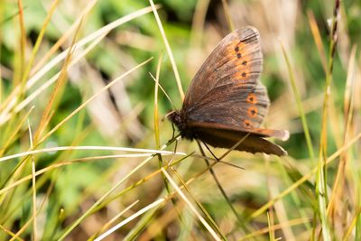 MOUNTAIN RINGLET - Erebia epiphron - BERGEREBIA