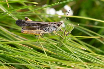 - Stauroderus scalaris - LADDERSPRINKHAAN
