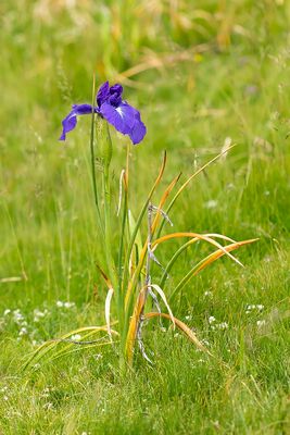IRIS JACQUINII