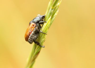GARDEN SHAFER - Phyllopertha horticola - ROZENKEVER