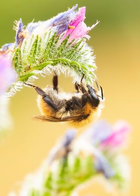 COMMON CARDER BUMBLEBEE - Bombus pascuorum - AKKERHOMMEL