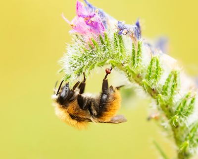 COMMON CARDER BUMBLEBEE - Bombus pascuorum - AKKERHOMMEL