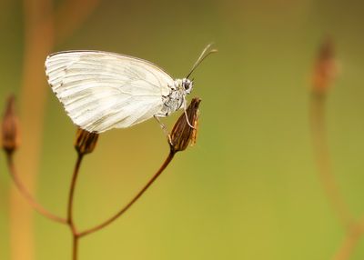 Melanargia galathea leucomelas - DAMBORDJE