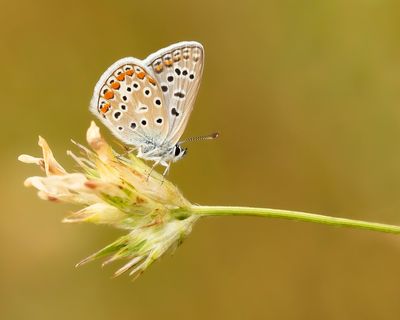 COMMON BLUE - Polyommatus icarus - ICARUSBLAUWTJE