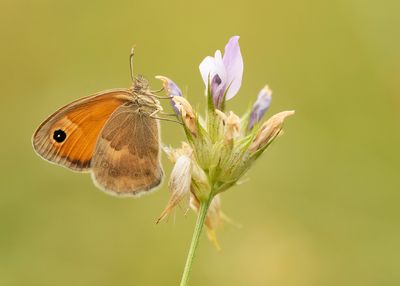 SMALL HEATH - Coenonympha pamphilus - HOOIBEESTJE