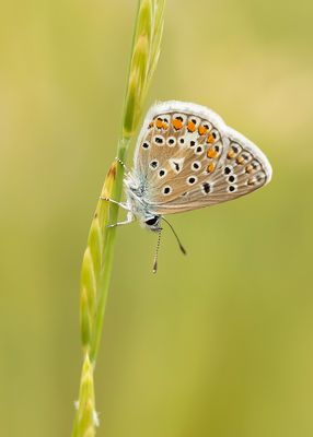 COMMON BLUE - Polyommatus icarus - ICARUSBLAUWTJE