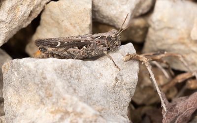 FIELD GRASSHOPPER - Chorthippus brunneus - BRUINE SPRINKHAAN