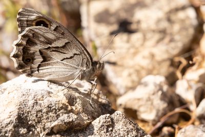 STRIPED GRAYLING - Hipparchia fidia - GESTREEPTE HEIVLINDER