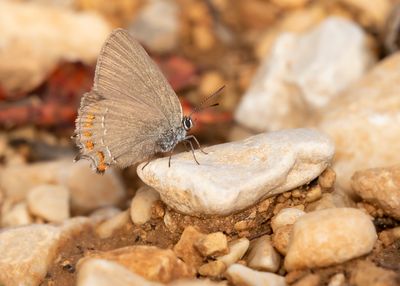 FALSE ILEX HAIRSTREAK - Satyrium esculi - SPAANSE EIKENPAGE