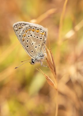 COMMON BLUE - Polyommatus icarus - ICARUSBLAUWTJE