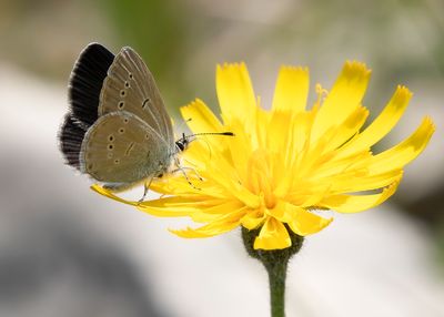 SMALL BLUE - Cupido minimus - DWERGBLAUWTJE