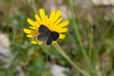 SMALL BLUE - Cupido minimus - DWERGBLAUWTJE