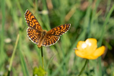 SOUTHERN HEATH FRITILLARY - Melitaea celadussa - ZUIDELIJKE BOSPARELMOERVLINDER