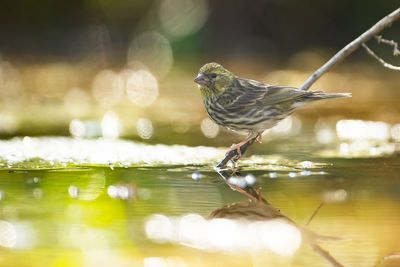 EUROPEAN SERIN - Serinus serinus - EUROPESE KANARIE