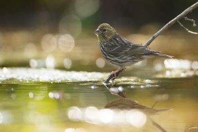 EUROPEAN SERIN - Serinus serinus - EUROPESE KANARIE