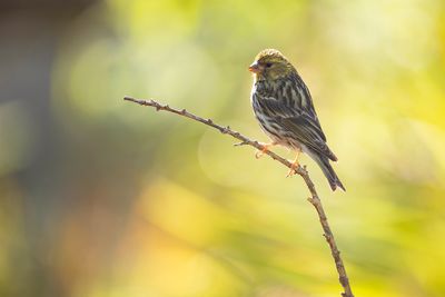 EUROPEAN SERIN - Serinus serinus - EUROPESE KANARIE