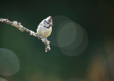 CRESTED TIT - Parus cristatus - KUIFMEES