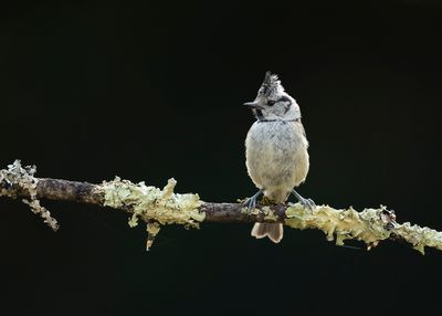 CRESTED TIT - Parus cristatus - KUIFMEES