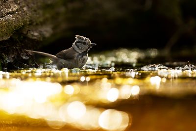 CRESTED TIT - Parus cristatus - KUIFMEES