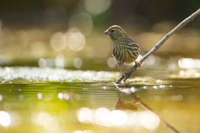 EUROPEAN SERIN - Serinus serinus - EUROPESE KANARIE